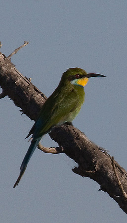 Swallow-Tailed Bee-Eater #1