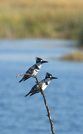 Pied Kingfishers