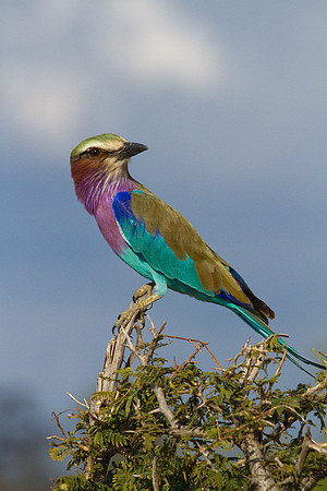 Lilac Breasted Roller #3
