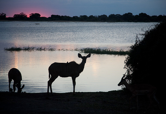 Female Kudo at Sunset