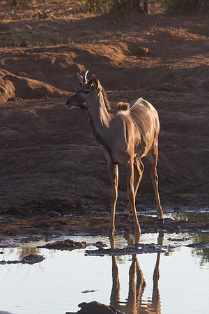 Kudo at Waterhole #2