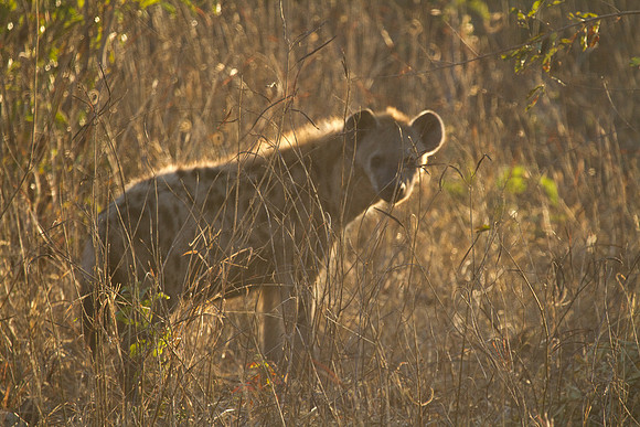 Young Hyena #2