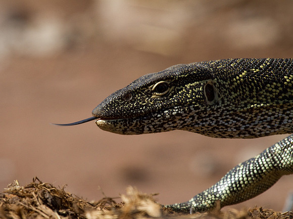 Nile Monitor #3