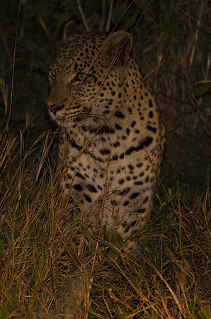 Leopard #7