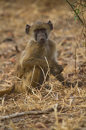 Young Chacma Baboon #1