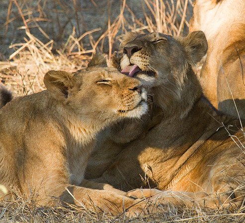 Lions Grooming #2
