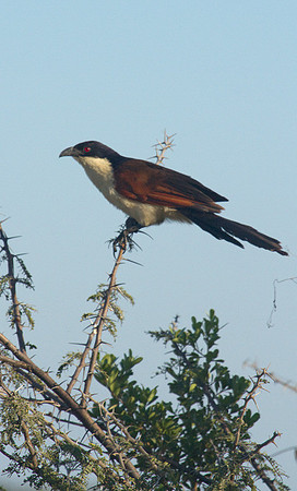 Coppery Tailed Coucal #1