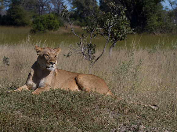 Lioness at Pom Pom #5