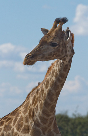Giraffe Portrait #7