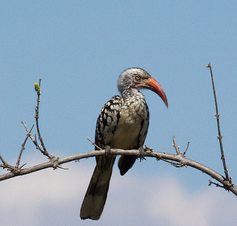 Red-Billed Hornbill #2