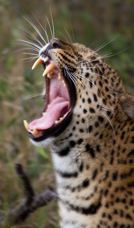 Leopard Yawning