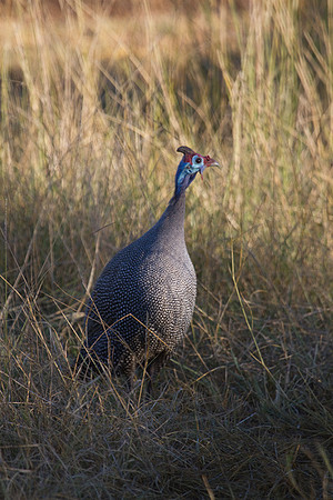 Helmeted Guinea Fowl