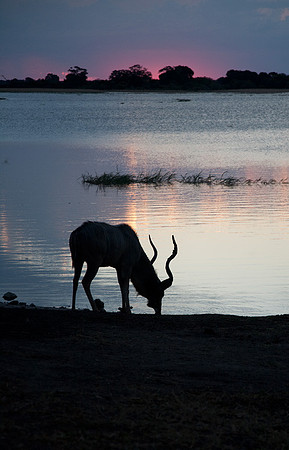 Kudo at Sunset #2