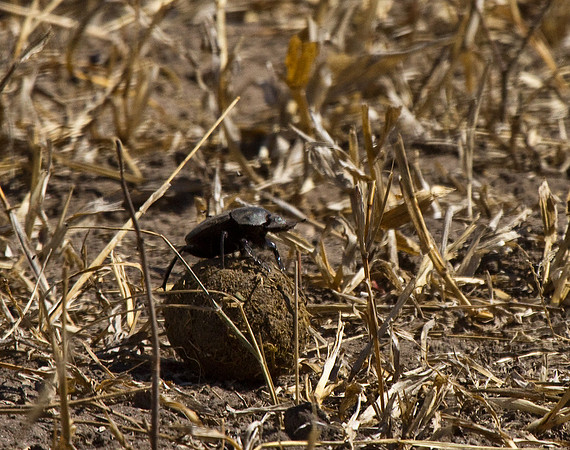 Dung Beetle