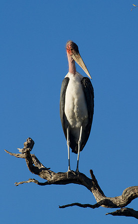 Maribou Stork #3