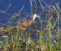 African Jacana