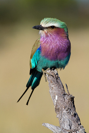 Lilac Breasted Roller #5