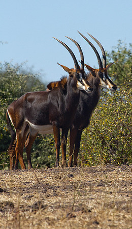 Sable Antelope #3