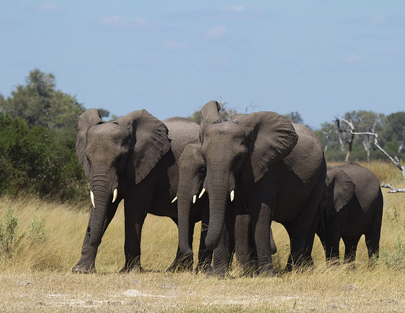 Elephants at Selinda Airstrip #1
