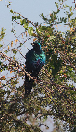 Burchell's Starling