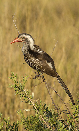 Red-Billed Hornbill #3