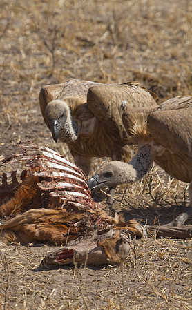 White-backed Vultures Scavenging #2