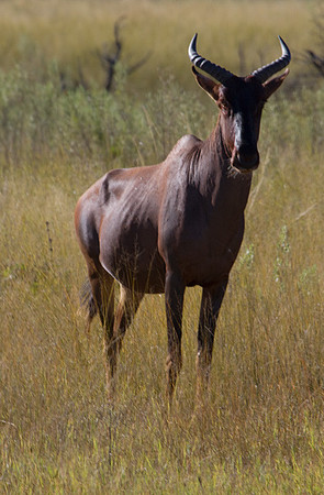 Tsessebe #4