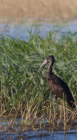 Openbilled Stork