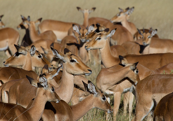 Impala Herd #4