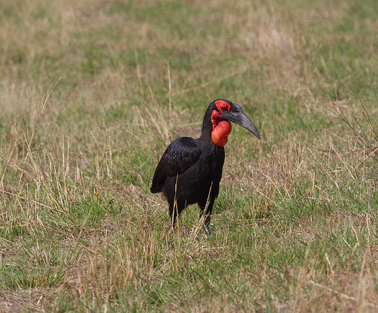Ground Hornbill #1