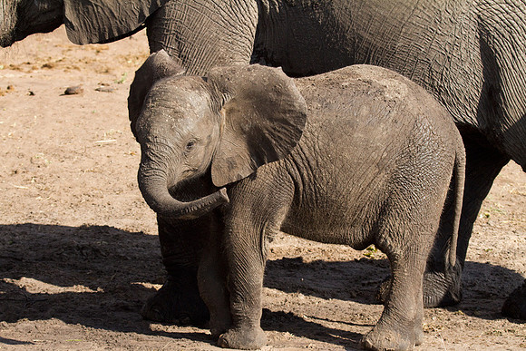 Elephant Calf #1