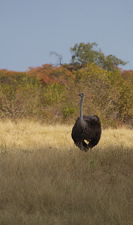 Common Ostrich #2