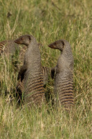 Banded Mongoose #1