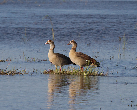 Egyptian Geese #2