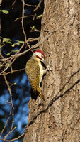 Bennet's Woodpecker