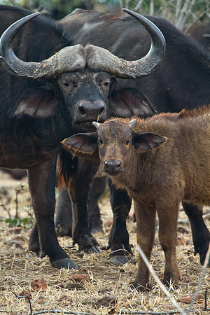 Cape Buffalo Mom and Calf
