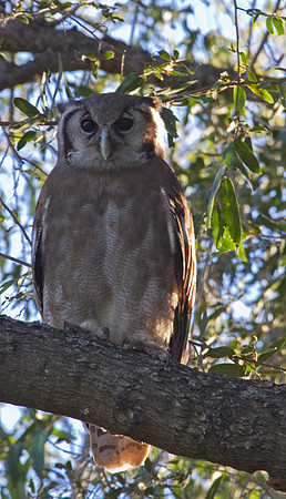 Giant Eagle Owl