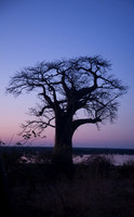 Baobab at Sunset