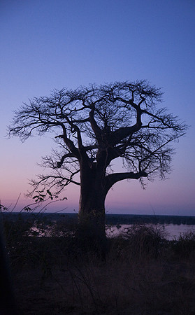 Baobab at Sunset