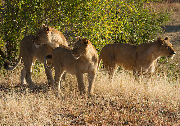 Lions at Chobe #1