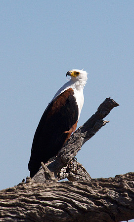 Fish Eagle #1