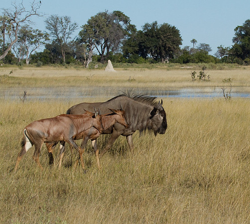 Wildebeest and Tsessebe