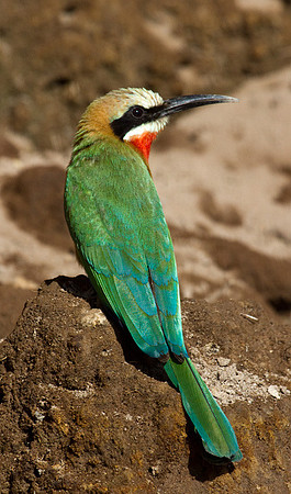 White-fronted Bee-Eater #2