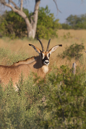Roan Antelope #4