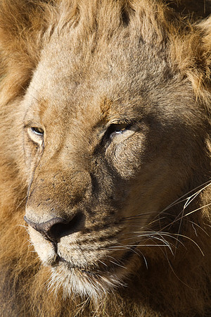 Male Lion Face