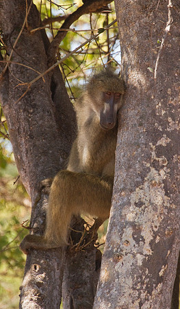 Chacma Baboon #2
