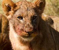 And You Thought Cubs Were Cute #2