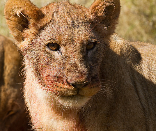 And You Thought Cubs Were Cute #2