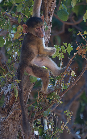 Baby Baboon Exploring #2