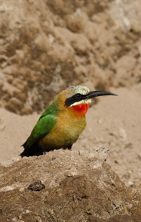 White-fronted Bee-Eater #3